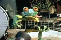 Banjo Frogs
