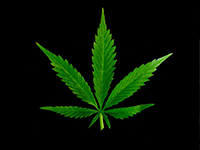 The Medicine in Marijuana